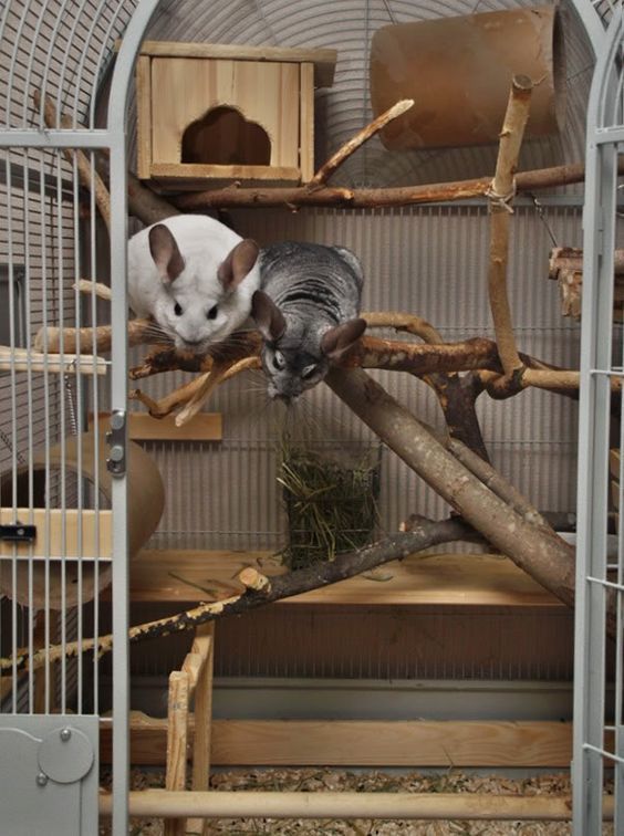 龙猫需要哪些生活用品,龙猫的窝最简单布置