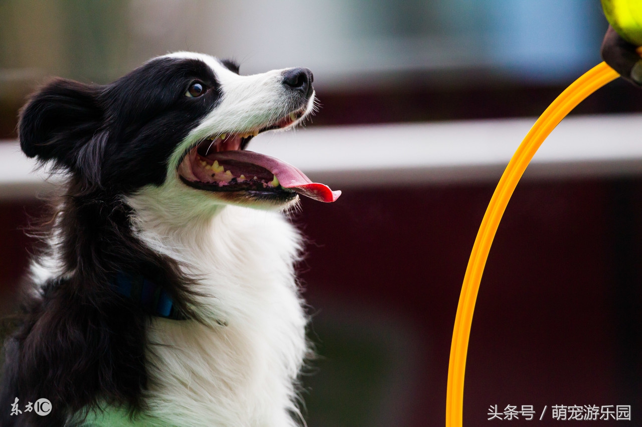 狗狗用品被投毒怎么办,狗狗误食有毒的东西怎么救