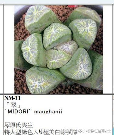 日本也买假货？这些多肉植物就是铁证！