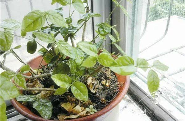 植物冻了怎么补救,植物干枯了还能救活吗