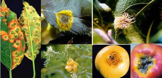 苹果树叶上的羊胡子锈病怎样防治,苹果树叶背面长绒毛怎么治