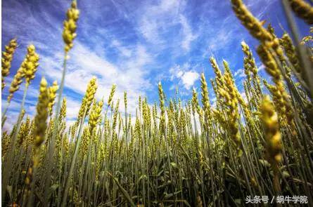 中国人，努力获得了荣誉却要压抑克制