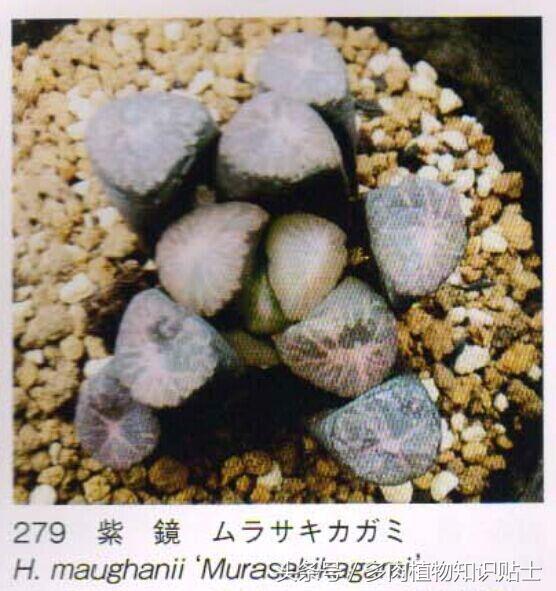 日本也买假货？这些多肉植物就是铁证！