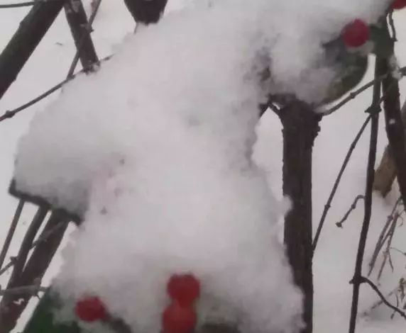 白雪中的红玫瑰花语,白雪中的粉玫瑰