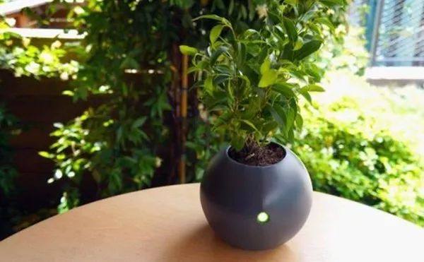 植物冻了怎么补救,植物干枯了还能救活吗