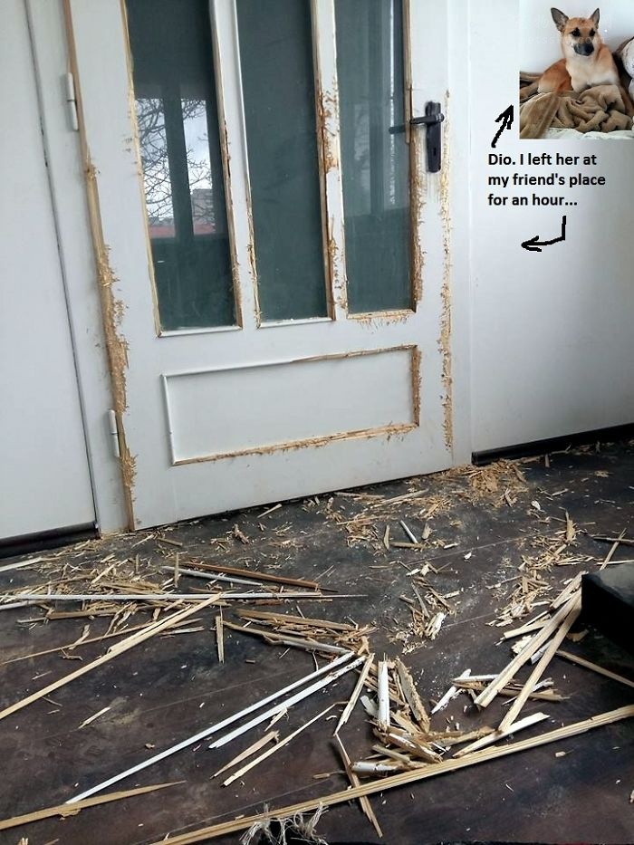 狗狗乱咬东西怎么办？狗狗乱咬东西的原因