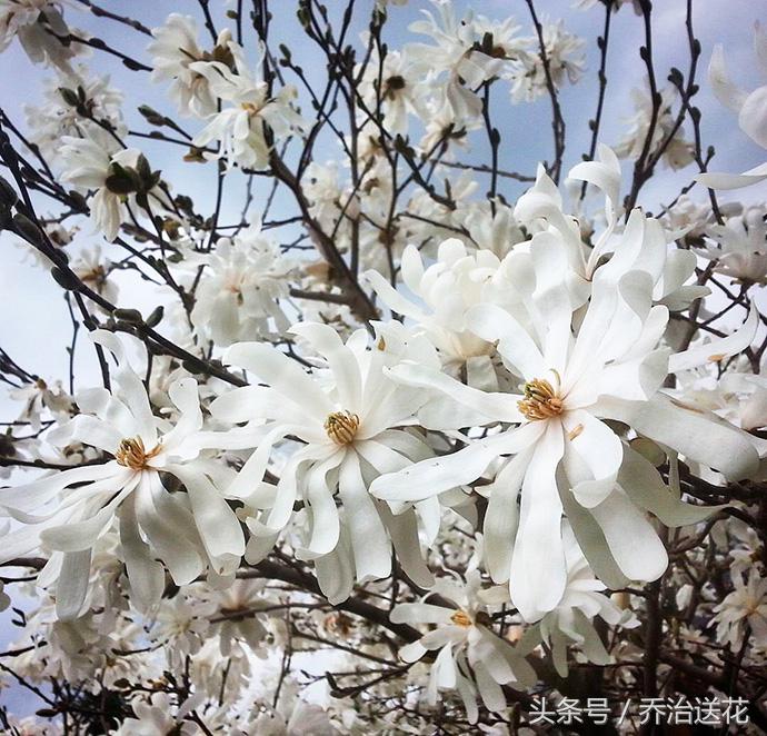 祖玛珑香水星花木兰,祖马龙花木兰香氛