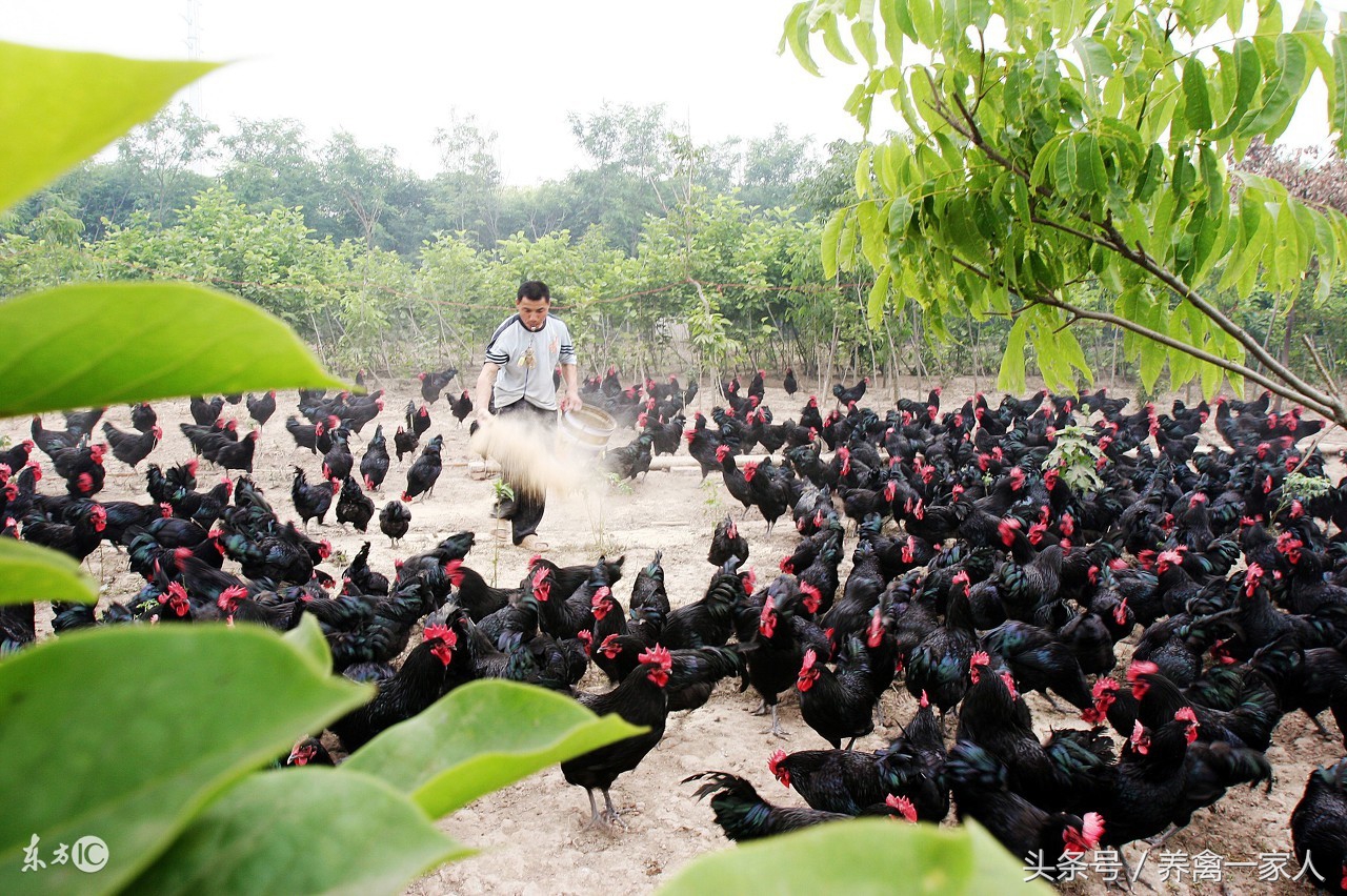 气温下降养鸡怎么防疫,养鸡技术及防疫全过程
