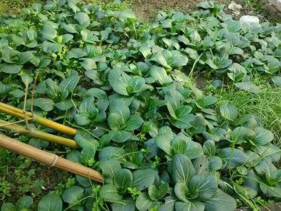 80后斜杠青年装修爆改姑苏民居找寻属于他的诗和远方