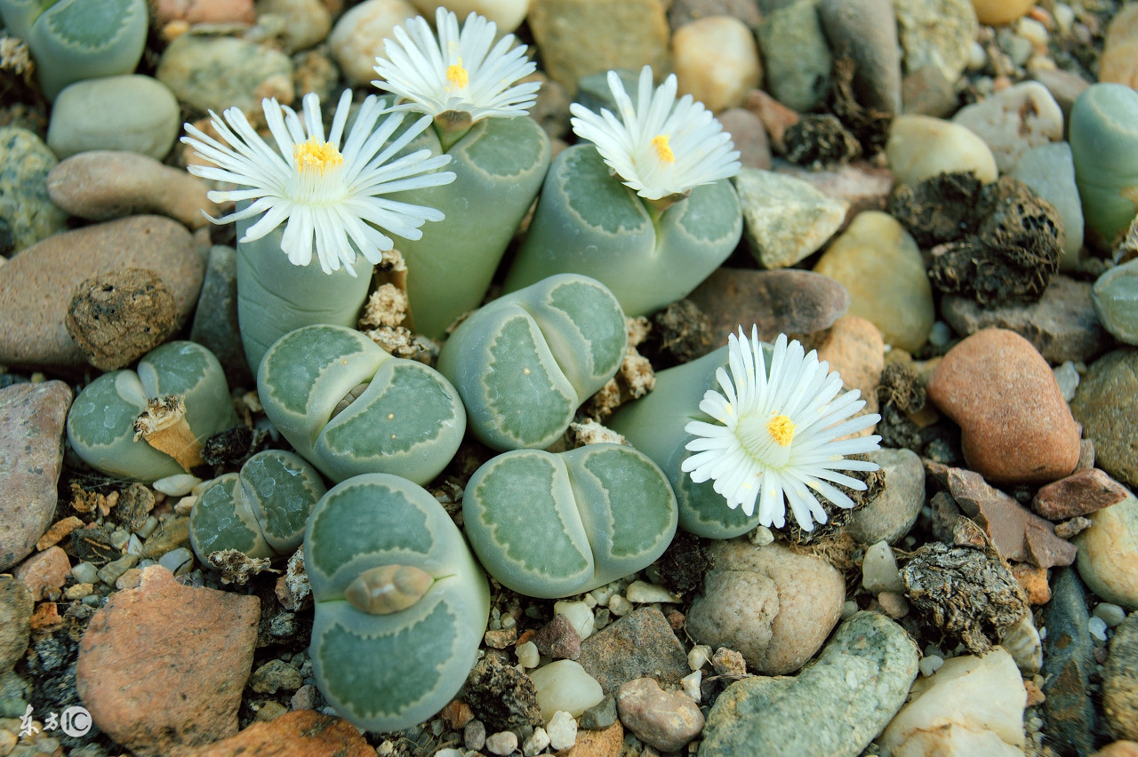 小生石花怎么养才能更旺盛,生石花怎么样养视频