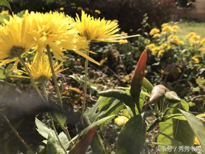 品读诗经·小雅·斯干,茶道美学知识视频