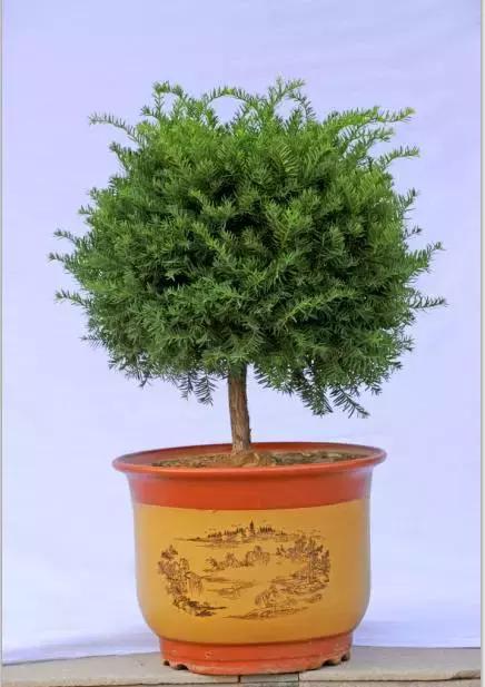 红豆杉盆栽如何介绍,红豆杉盆景教程