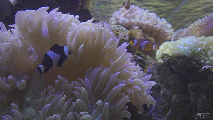 索尼ax7004k摄录一体机,索尼摄像机4kax700值得购买吗