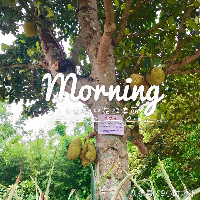 湛江天成台旅游,湛江天成台度假村有什么好玩的