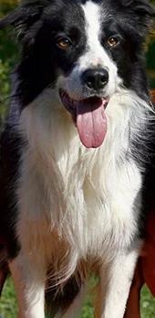 犬种边境牧羊犬,犬界智商扛把子边境牧羊犬