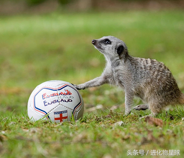 球赛频繁丢球斗殴，观众却喝彩，原来球员都是可爱动物