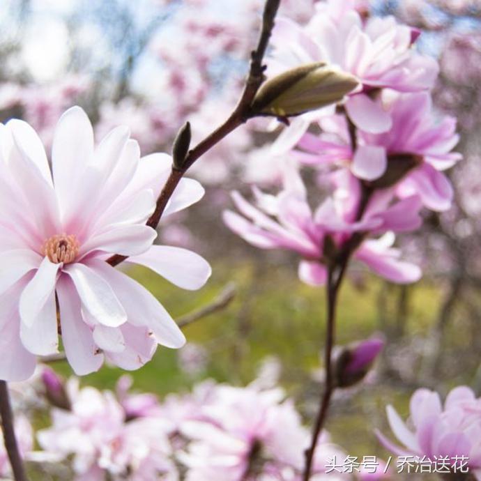 祖玛珑香水星花木兰,祖马龙花木兰香氛