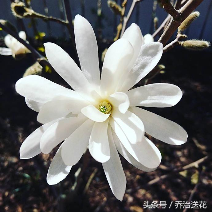 祖玛珑香水星花木兰,祖马龙花木兰香氛
