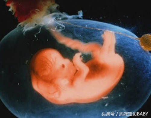 怀孕第七周胎儿和准妈妈的症状，胎动就是从本周开始的哦