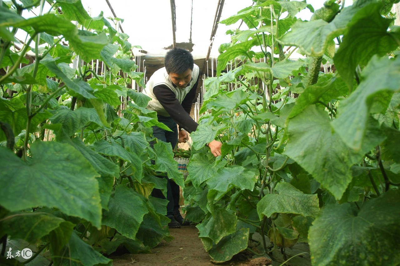 大棚黄瓜土壤盐害怎么解决,黄瓜氨气害最佳治疗方法