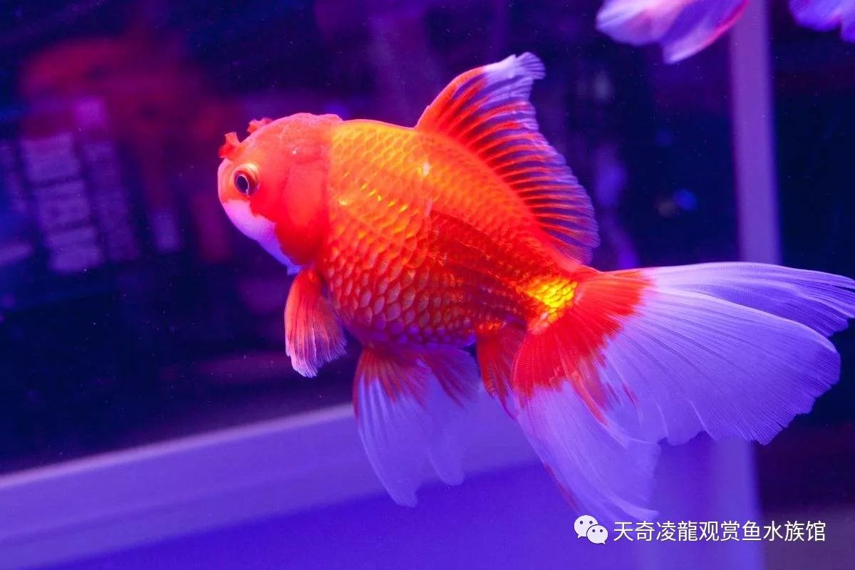 鱼为什么会得寄生虫,鱼有寄生虫需要单独治疗吗