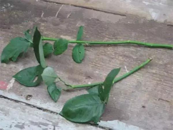 小瓶子手工制作小东西养花,省钱10大养花神器1个塑料瓶做出来