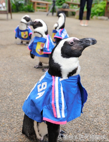 球赛频繁丢球斗殴，观众却喝彩，原来球员都是可爱动物