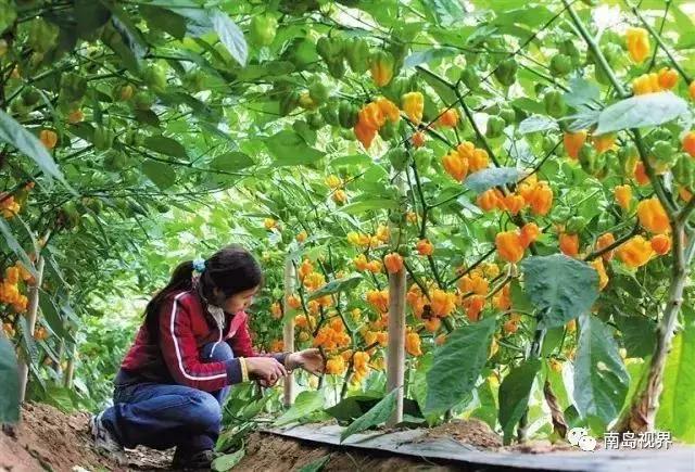 来海南带什么纪念品回去,来海南带什么回去送人