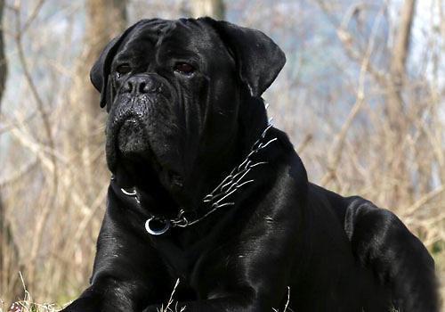 卡斯罗小狗到大狗的变化,卡斯罗和普通狗打架