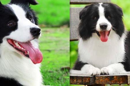 犬种边境牧羊犬,犬界智商扛把子边境牧羊犬