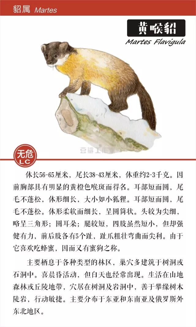 给你带来温暖和短暂时尚的皮草,你想知道背后的故事吗?