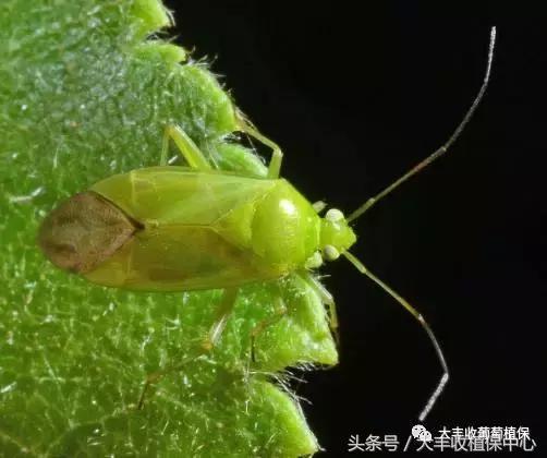 葡萄主枝里面有黑虫如何防治,葡萄叶子出现小黑点