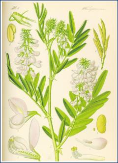 糖尿病吃二甲双胍消瘦如何解决,治疗糖尿病三大神药