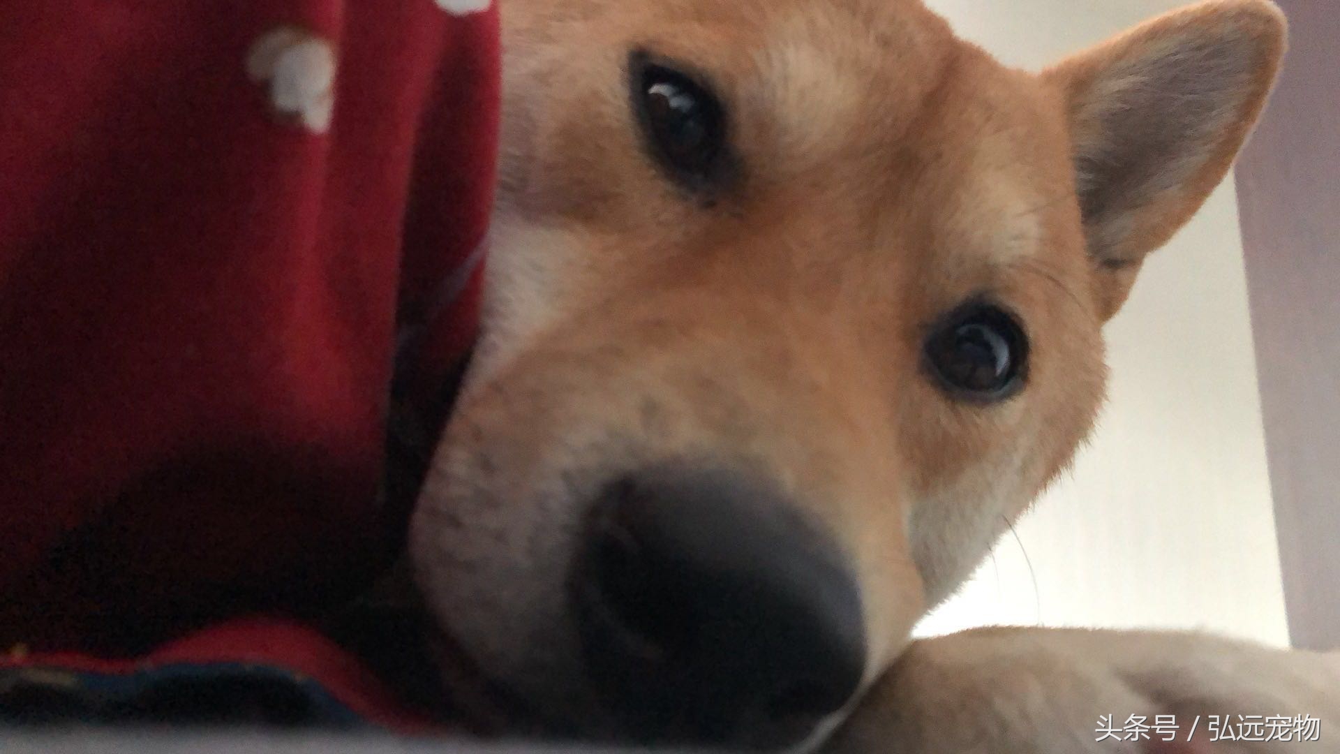 狗狗喜欢睡床,狗狗喜欢睡床边什么意思