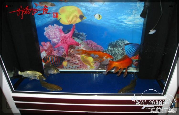 蝙蝠老是来屋里怎么赶走,蝙蝠来屋里怎么办