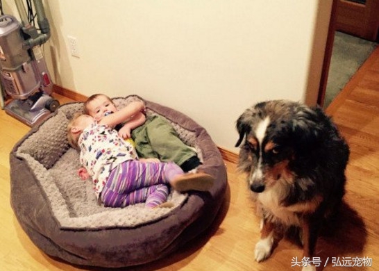 狗狗喜欢睡床,狗狗喜欢睡床边什么意思