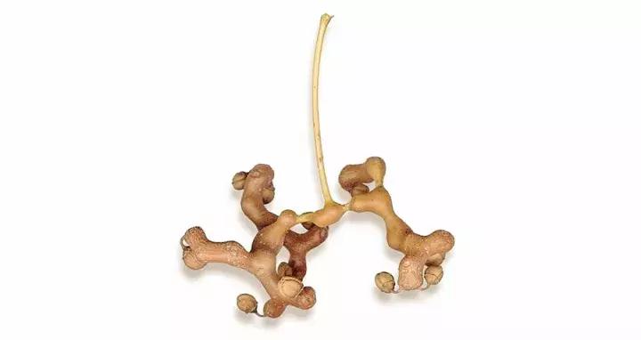 骨骼清奇怎么样,骨骼清奇的东西