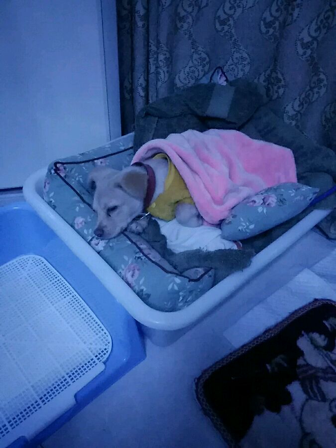 得了细小的狗狗治愈后,小土狗得了细小见到主人摇尾巴