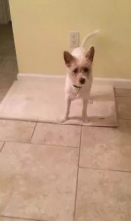 在家敷了片面膜，被狗子看到后，竟被...