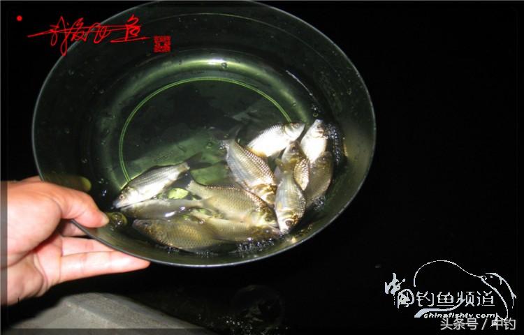 蝙蝠老是来屋里怎么赶走,蝙蝠来屋里怎么办