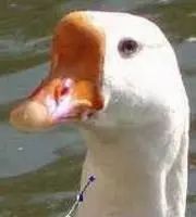 photoshop抠图接单,Ps怎么用路径抠图