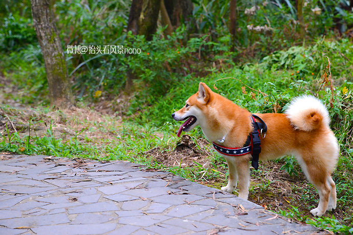 台北象山夜景最美的地方,台北象山夜景