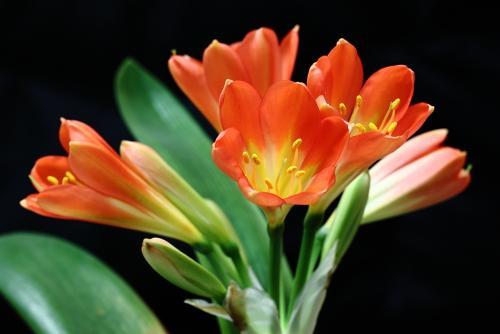 君子兰盆栽多久浇水最好,花卉君子兰浇水方法图