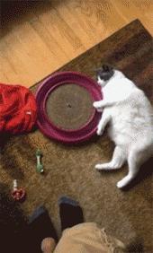 水中跑步机,跑步机正确跑步不伤膝盖的方法