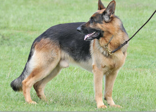 犬种百科之捷克狼犬,德国牧羊犬百科简介