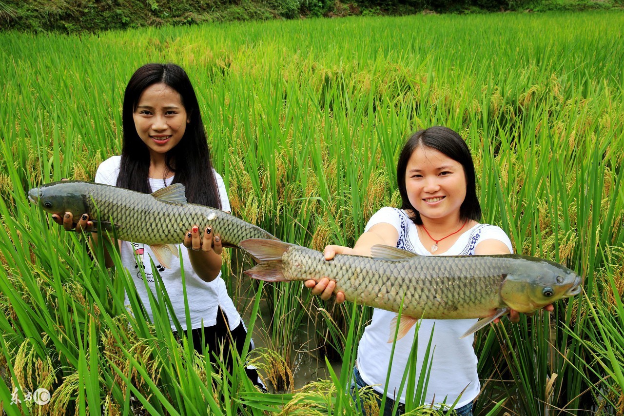 草鱼的老三种病,草鱼老三病怎样防治