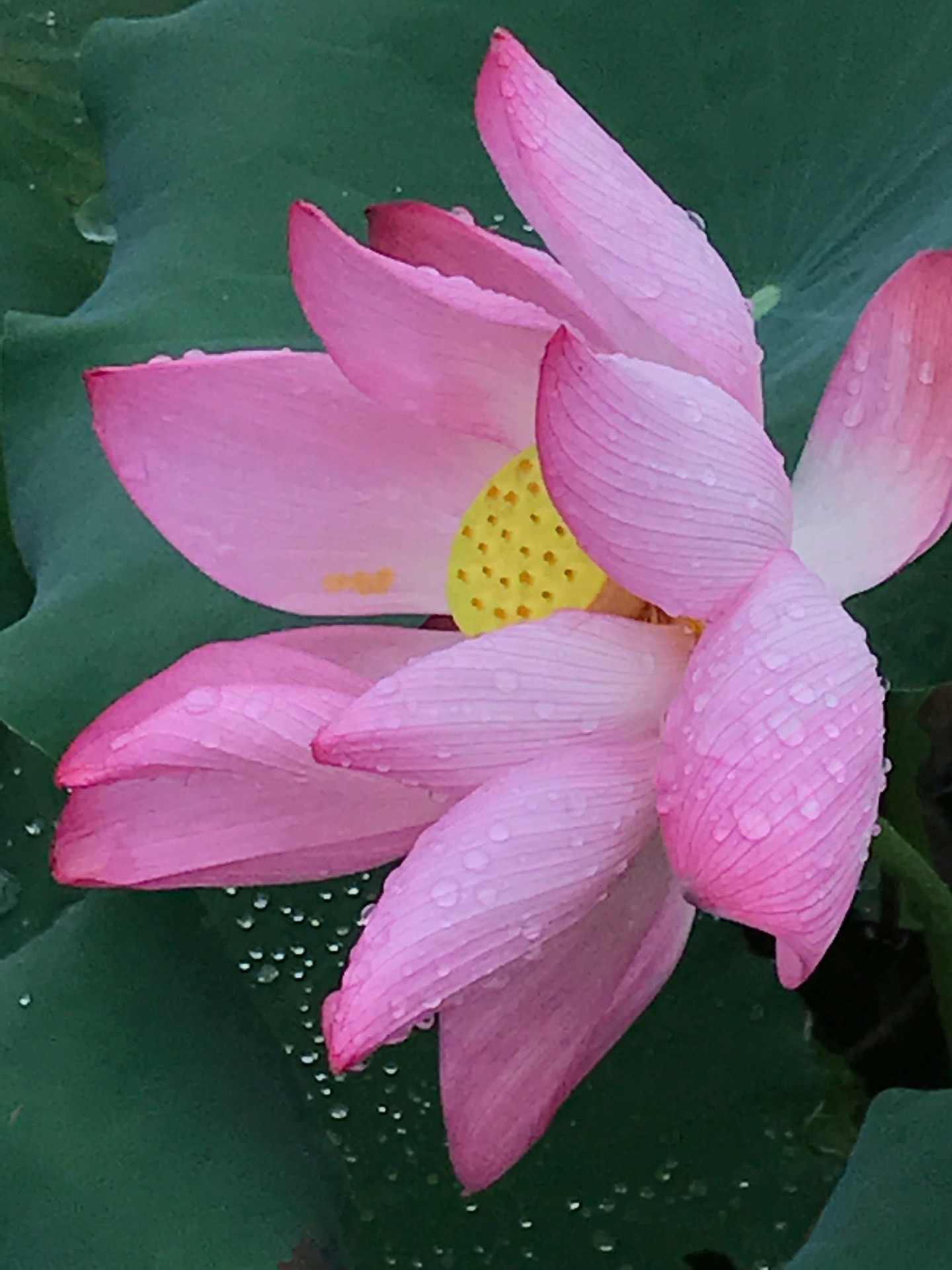 这是，浙师！双龙学者王辉教授眼中的师大，美不胜收！