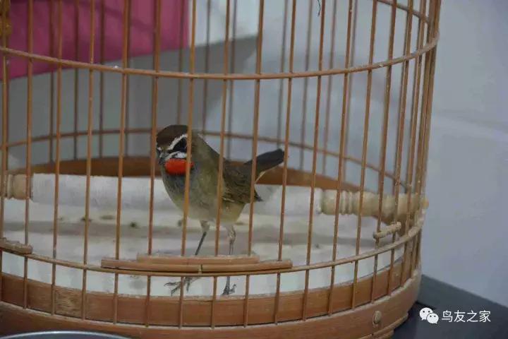 蓝点颏冬季,靛颏冬季饲养管理