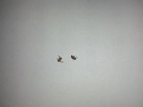 快速消灭宠物身上的跳蚤和虱子,宠物身上有虱子小技巧