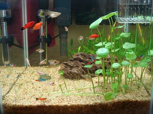 草缸造景中景草怎样选,草缸水草造景教学视频